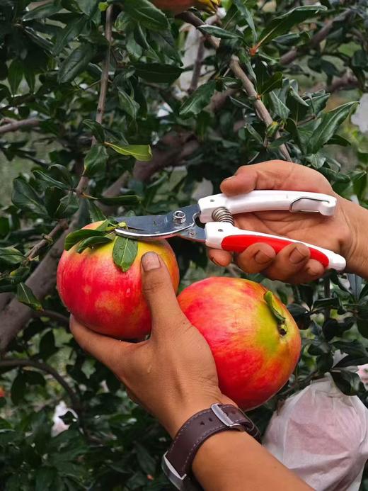 突尼斯软籽红石榴5斤/8斤 可以喝的“雅诗兰黛” 不吐籽 香甜多汁 红色璀璨如宝石 颗颗饱满 老少皆宜 商品图7