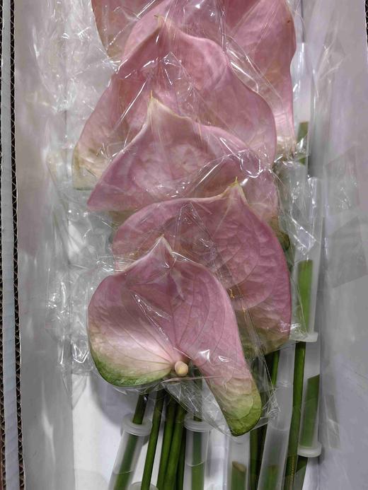 菲斯帝诺16支 商品图1