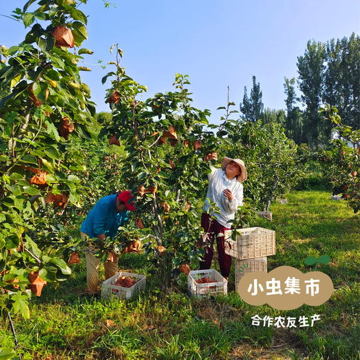 【标果每箱赠送一袋100克秋梨膏】小空山有机秋月梨 | 合作农友生产，产自河南南召，生产者：李鹏 *【公平贸易农人定价】 商品图12