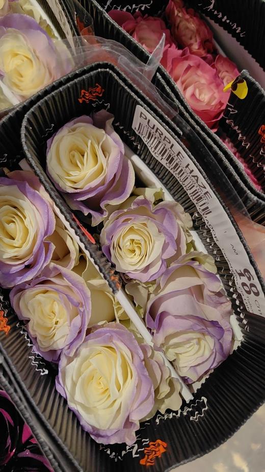 厄瓜多尔进口鲜花Purple Haze 紫色烟雾玫瑰花10支新品 商品图1