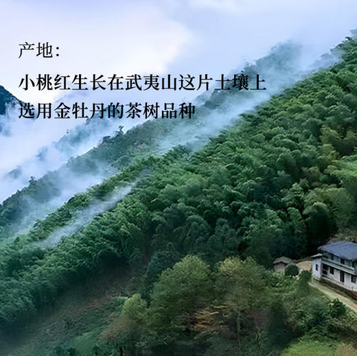 守艺 · 小桃红50克*1罐 鲜桃香 武夷红茶 商品图4