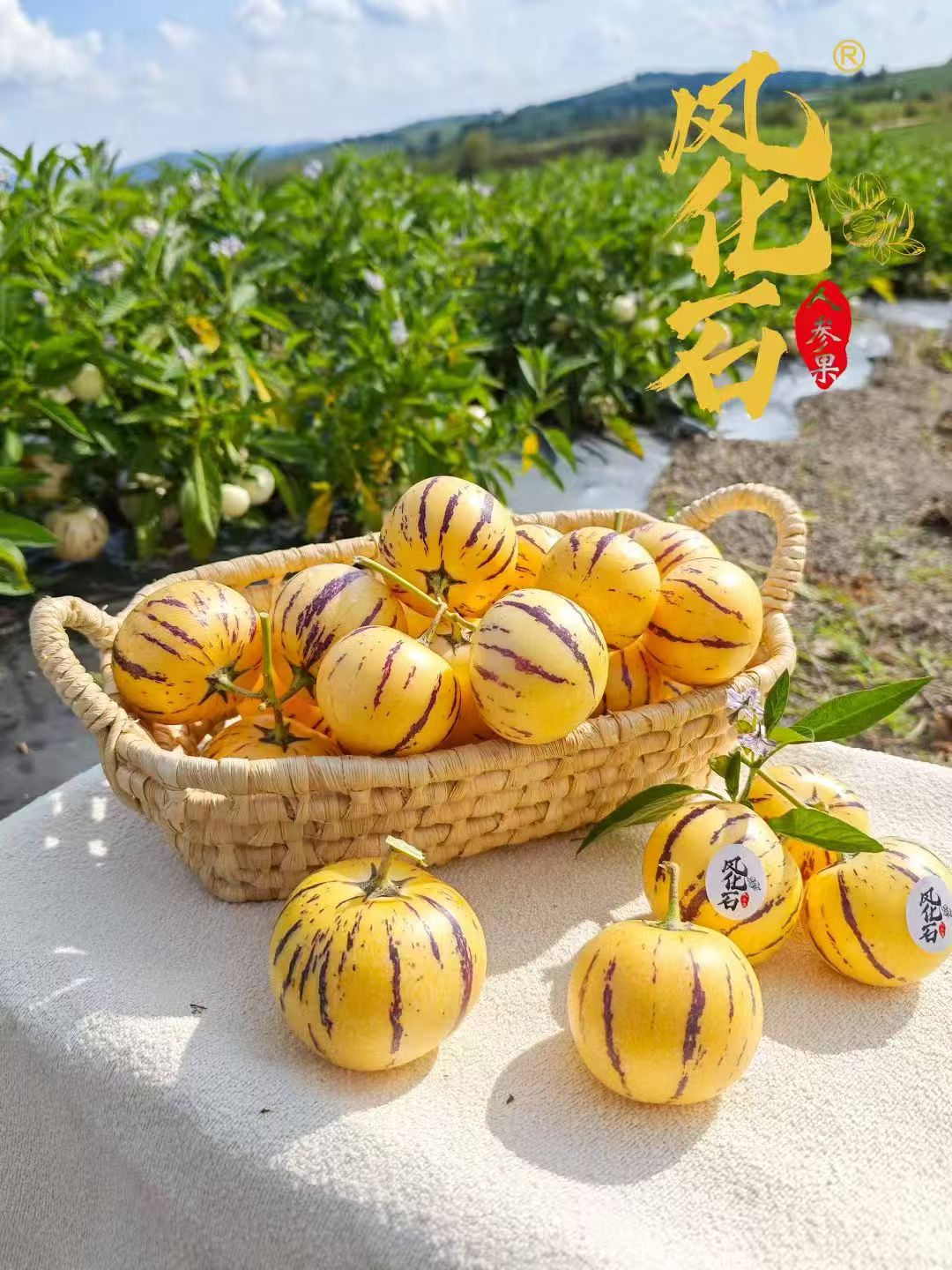 云南 • 石林风化石人参果5斤 饱满肥嫩 果汁清甜 低糖 低脂肪 爆汁清甜