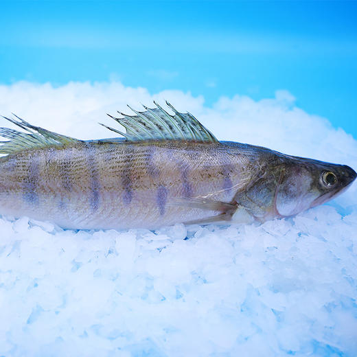 新疆额尔齐斯河富硒有机雪龙鱼 冰川冷水鱼 纯净无污染 肉质鲜美 三年生长 商品图3