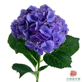 市场绣球-阿尔卑斯紫