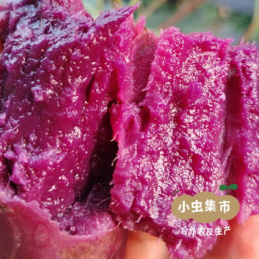 生态紫薯 5斤装 | 合作农友生产，产自四川简阳，生产者：范华侨/张勇 *【公平贸易农人定价】 商品图8