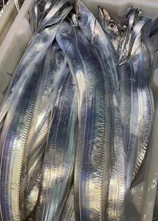 【LK】海钓大带鱼  人气销量海鱼王，送礼，自吃都可【活冻】 商品图1