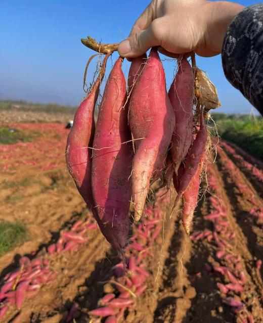 周一取货：【烟薯25号】一份3斤左右，地瓜界的劳斯莱斯，香甜绵密，油糍糍！ 商品图14