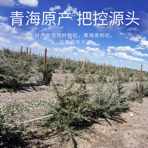 杞果小圣有机黑枸杞鲜浆精品礼盒600ML（50ML*12瓶） 商品图1