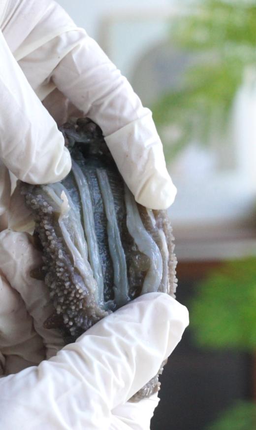 【下单享赠品】【 高营养高蛋白】 正宗大连辽参即食海参   5年以上8头规格 纯净冷水海域捕捞  入口安心 解冻即食  蒸蛋煲汤 营养美味 自吃送礼佳 新老包装随机发 商品图9