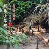 【闹妈】海岛原生态山地放养草鸡不同月龄/现拍现杀/包邮江浙沪皖 商品缩略图0