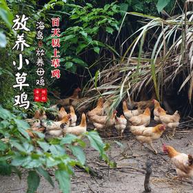 【闹妈】海岛原生态山地放养草鸡不同月龄/现拍现杀/包邮江浙沪皖