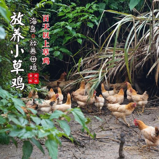 【闹妈】海岛原生态山地放养草鸡不同月龄/现拍现杀/包邮江浙沪皖 商品图0