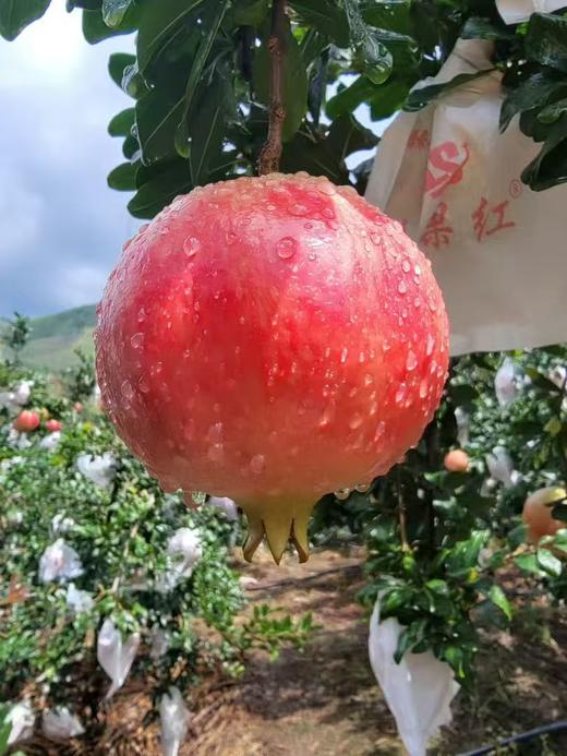 突尼斯软籽红石榴5斤/8斤 可以喝的“雅诗兰黛” 不吐籽 香甜多汁 红色璀璨如宝石 颗颗饱满 老少皆宜 商品图9