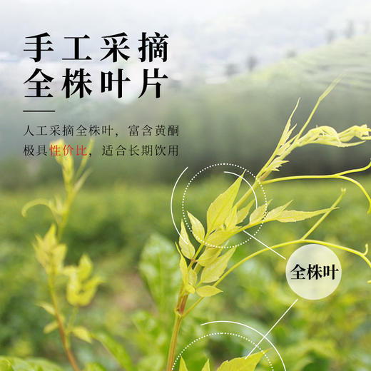 茶马世家丨湖北恩施来凤 清露藤茶之乡 特级 150g罐装 商品图2