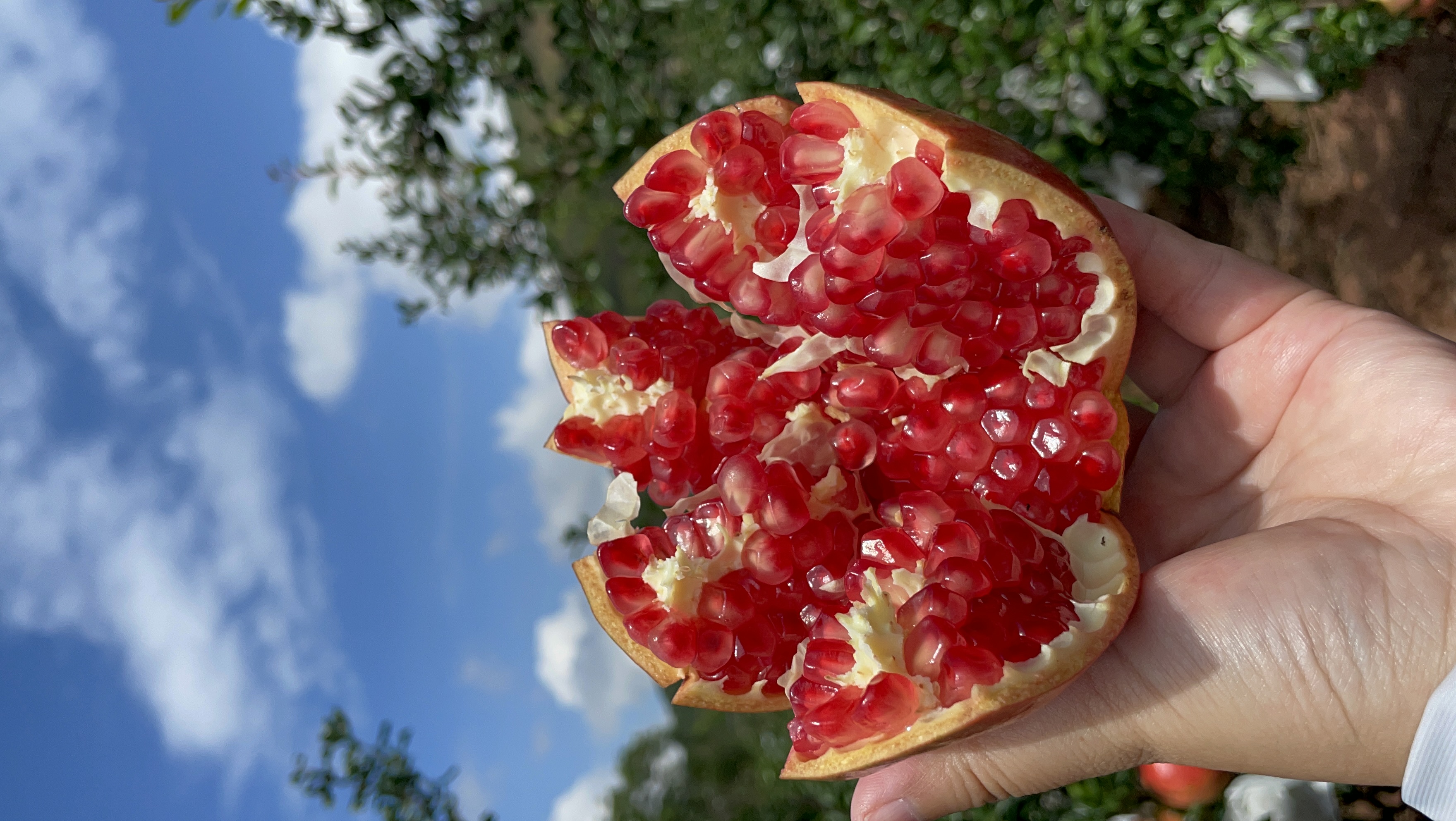 四川会理软籽石榴