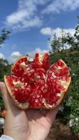 四川会理软籽石榴