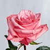 瓜多尔进口花材be sweet 甜蜜蜜玫瑰花 商品缩略图2