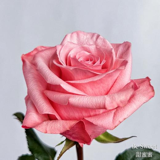 瓜多尔进口花材be sweet 甜蜜蜜玫瑰花 商品图2