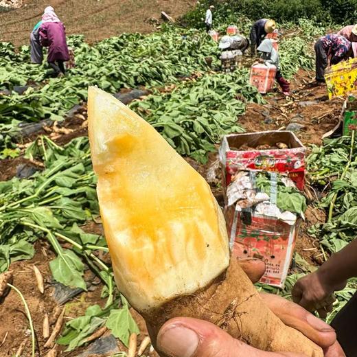 【雪莲果】果肉晶莹剔透汁水丰沛含水量高（85%以上）营养丰富 商品图0