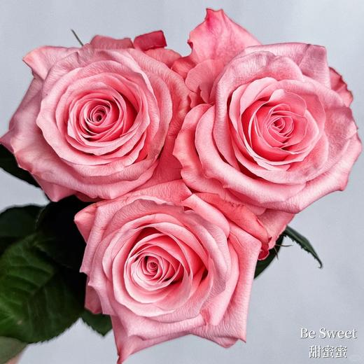 瓜多尔进口花材be sweet 甜蜜蜜玫瑰花 商品图1