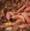 周一取货：【烟薯25号】一份3斤左右，地瓜界的劳斯莱斯，香甜绵密，油糍糍！ 商品缩略图11