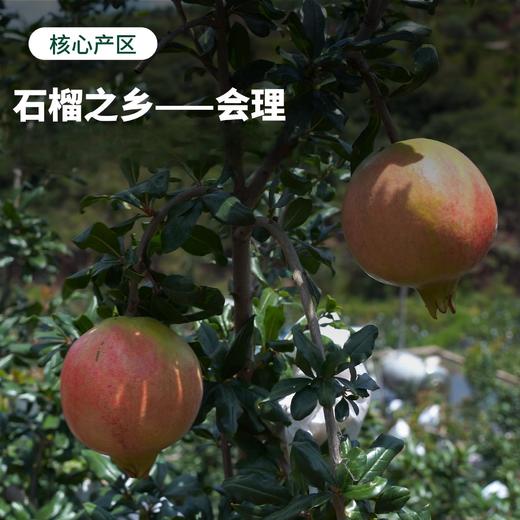 【顺丰】可以喝的“红宝石” | 四川会理软籽石榴 肉汁率达91%！中秋送礼 家庭装/礼盒装 多规格可选 [72小时发货] 商品图2