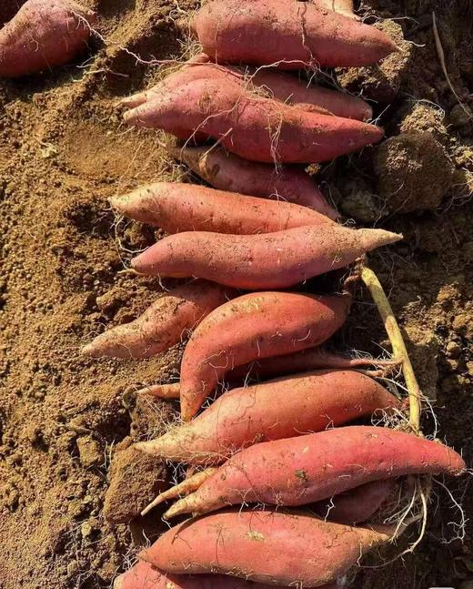 周一取货：【烟薯25号】一份3斤左右，地瓜界的劳斯莱斯，香甜绵密，油糍糍！ 商品图12