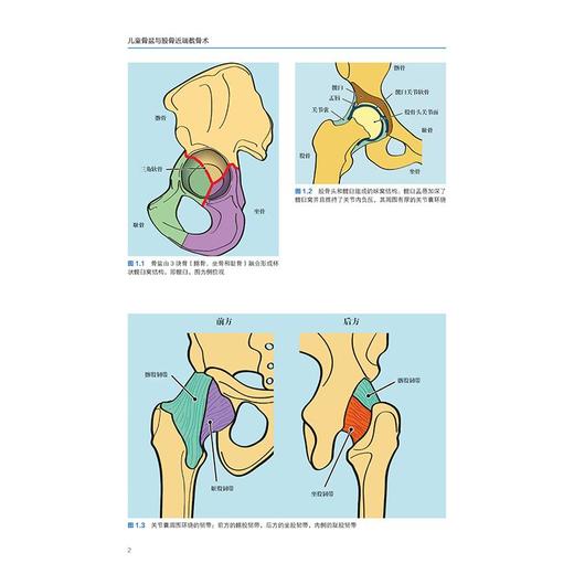 儿童骨盆与股骨近端截骨术  杨征 吕学敏 汇集了37种与髋关节截骨术密切相关的手术技术 9787559140463 辽宁科学技术出版社 商品图3