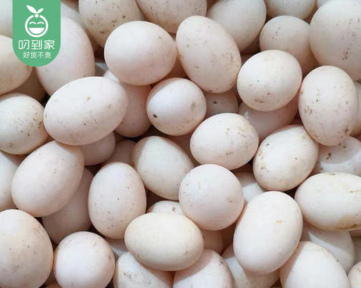 黑嘴白丫连城白鹜鸭蛋/1盒（10枚，共650g±50g）生产日期：4月16日左右 商品图3