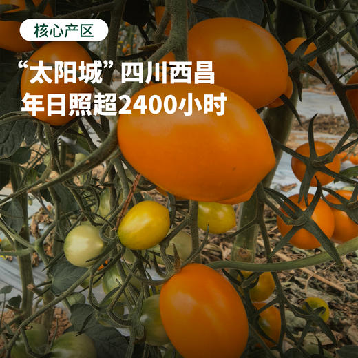 一口一颗 爆汁清甜 | 生态种植西昌小番茄/小西红柿 青霞/香芒皇后 2.8斤精品礼盒装 商品图2