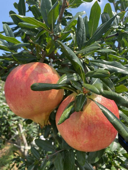 四川会理软籽石榴 商品图1