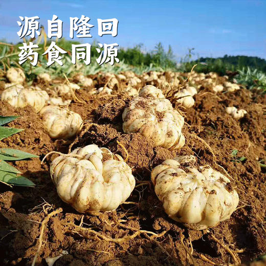 【鲜百合净片】个大、片大、片厚、洁白如玉、口感粉糯，真正能有效果的，首选药食同源的龙牙百合，是鲜百合经过剥片-超声清洗-沥水-等离子灭菌-装袋真空，每天都是现剥现发，口感与整颗的新鲜百合是一样的。 商品图5