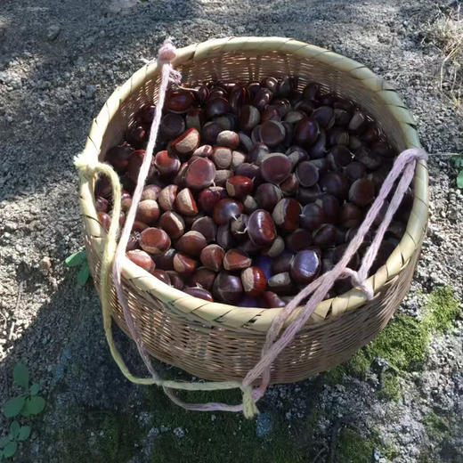 【每周二，周五发货】基地直发 | 新鲜带壳板栗 | 北京怀柔 商品图5