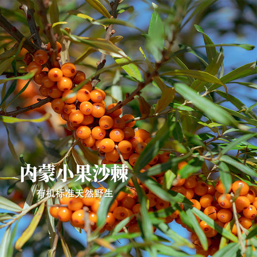 好喝的，添加沙棘籽油的内蒙有机沙棘原浆√有效成份1+1＞2，规格：42ml×10袋/盒，保质期18个月！入口即惊艳！ 商品图5