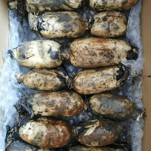 【48小时内发货，现挖现发】基地直发 | 生态莲藕（脆藕）| 江苏苏州 商品图3