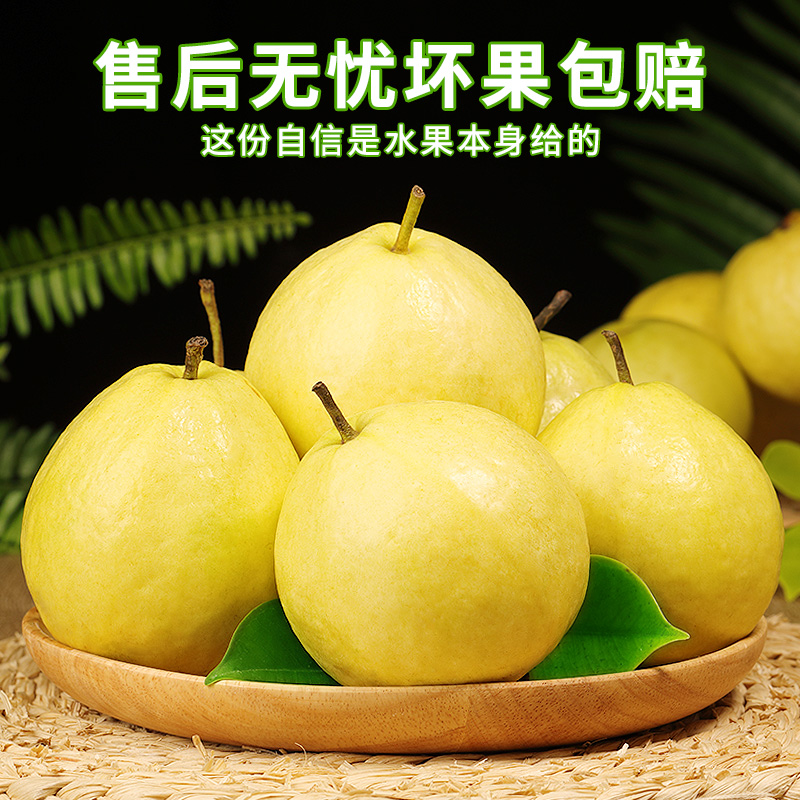 广西白心芭乐 5斤装 顺丰快递