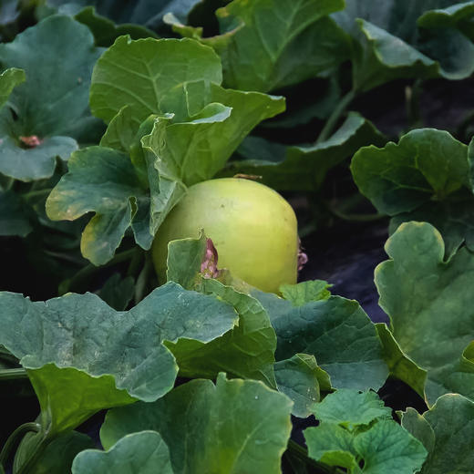 马连庄甜瓜丨原产地核心果园，香甜细腻，甘润爽口，果蒂处会发苦，去蒂削皮吃，口感更佳⭐️京东、顺丰快递 商品图5