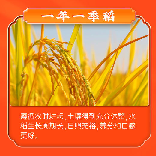 隆平芯米(辽河长粒香）5kg 商品图3