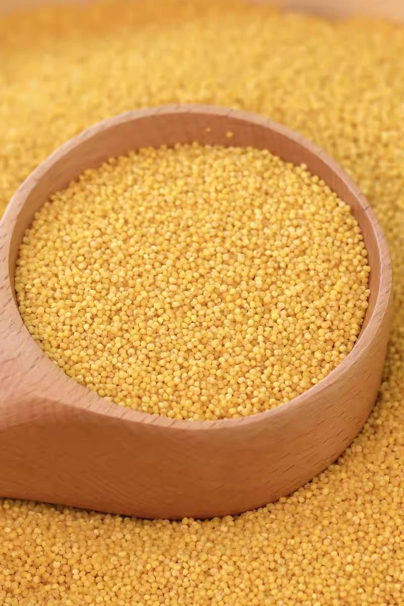 米脂小米 陕西榆林米脂县出产