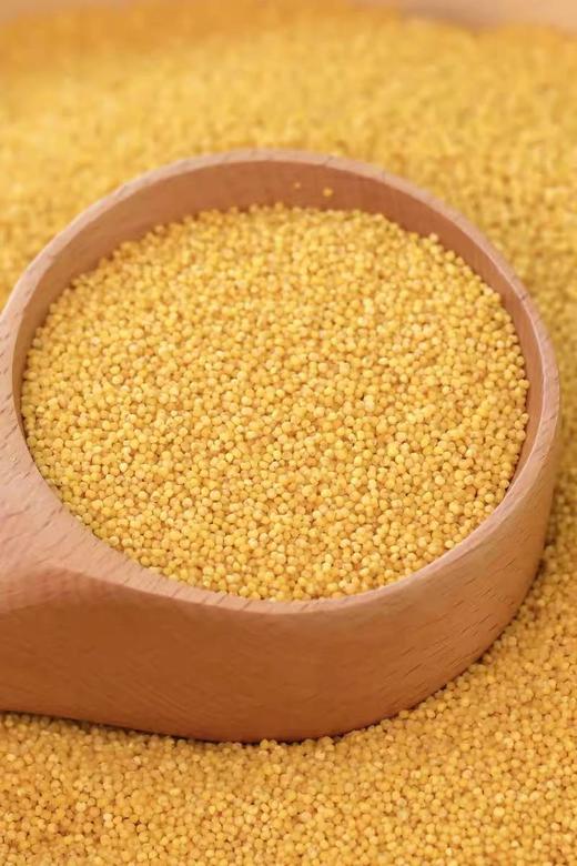 米脂小米 陕西榆林米脂县出产 商品图0