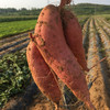 【山东】烟薯25号糖心红薯 沙地蜜薯 农家自种新鲜现挖 商品缩略图5