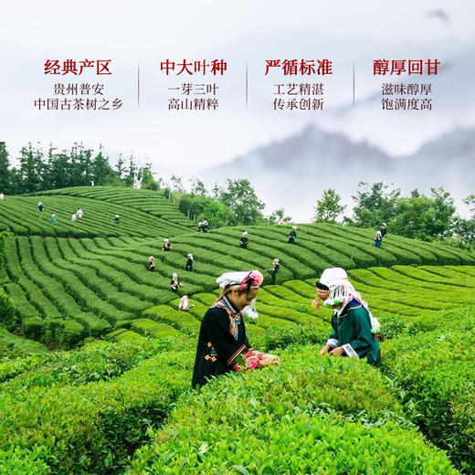 正山堂普安红 黔小茶红罐 骏眉中国红茶正宗贵州大叶种茶叶罐装自饮100g 商品图4