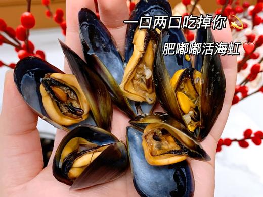 【排单发货】新鲜栉孔扇贝/海虹青口贝丨现捕现发，保鲜不保活，到货及时吃，新鲜肥美完全不影响⭐️京东快递 商品图0