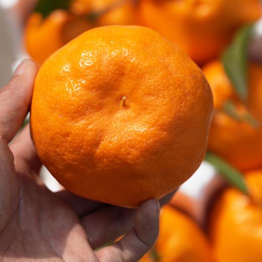 极客耙耙柑丨真正不打脱酸剂的耙耙柑，晚下树一个多月，果皮易剥，肉嫩化渣，酸甜多汁，果味浓郁，⭐️顺丰快递 商品图5