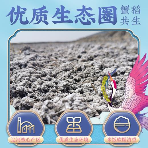 隆平芯米（辽河基地）5kg 商品图1