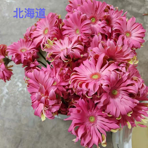 非洲菊卷边·北海道 商品图2