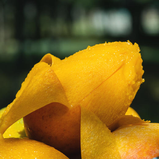 【预售】海南树熟贵妃芒丨肉厚核小 口感甜香浓郁  果肉细腻嫩滑‼️⭐️京东快递 商品图2