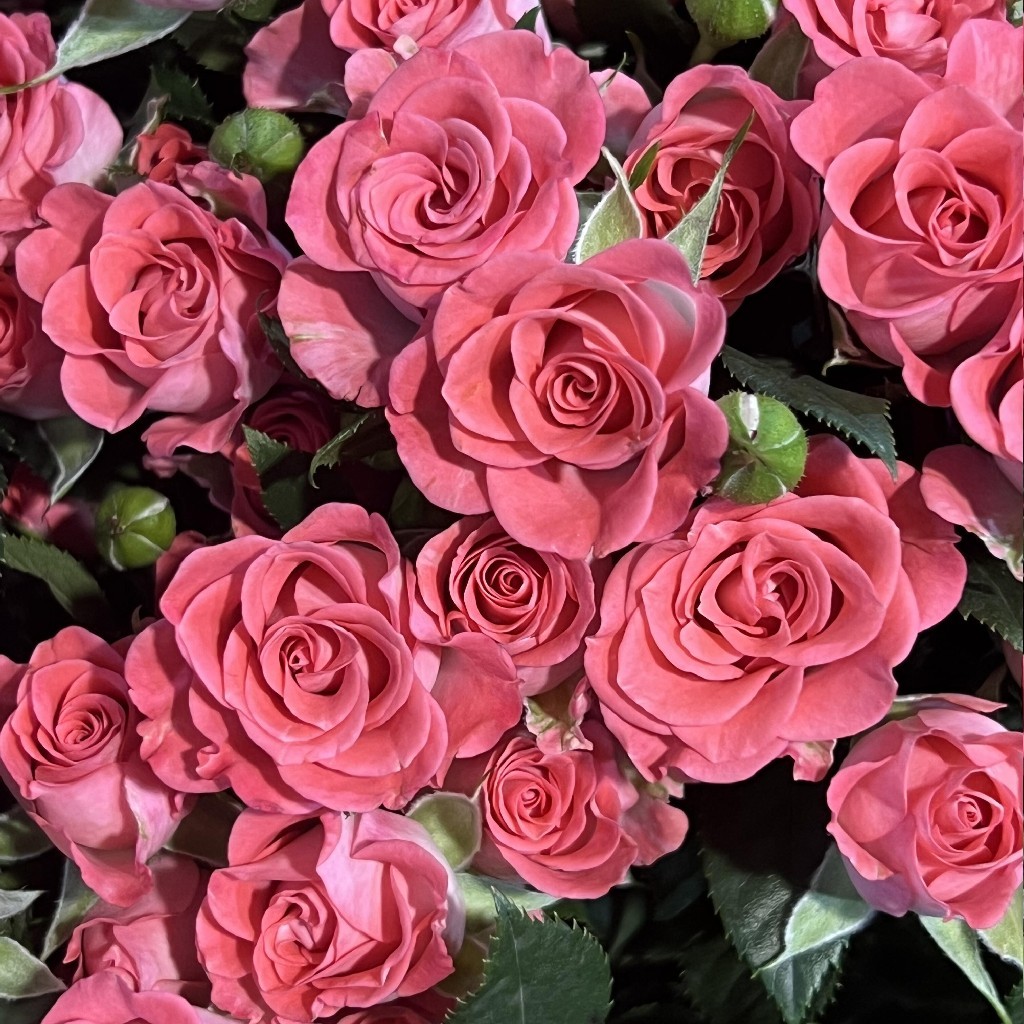 【AB级星河湾多头玫瑰.稀有.第二份减10元】5支/份