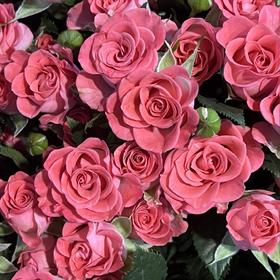 【AB级星河湾多头玫瑰.稀有.第二份减10元】5支/份