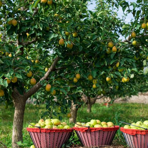 库尔勒香梨丨核心产区，晚摘晚下树，酥脆化渣，甘甜多汁，果型偏小，表面有层天然形成的油脂层，产地新疆戈壁滩风沙大，因此会有风疤果的情况，不影响食用⭐️顺丰快递 商品图7